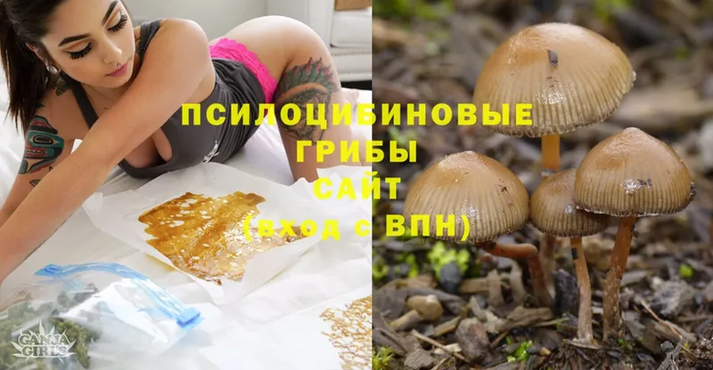 Псилоцибиновые грибы Psilocybine cubensis  наркотики  Неман 